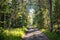 The road through the northern forest on Anzer Island Solovetsky Islands