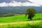 Road with Norway tree and cloudy hill background