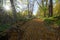 Road in old park with autumn leaves and sun among trees