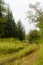 The road overgrown with green grass turns in the Northern Yakut forest.