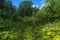 A road overgrown with high hogweed and white cumulus clouds against a blue sky