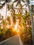 Road in palm jungle with sunset light on Nusa Penida island. Coconut palms