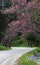 Road in park with sakura tree