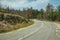 Road passing through burnt forest on rocky landscape