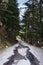 Road passing through a forest, Manali, Himachal Pra