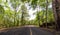 Road Passing Through Forest in the national park