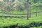 Road Passing through Lush Green Tea Plantations - Tea Estate near Munnar, Idukki, Kerala, India