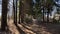 Road or path in the Park among the tall trees. An alley among pine trunks on a sunny day with light and shade. Landscape