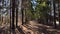 Road or path in the Park among the tall trees. An alley among pine trunks on a sunny day with light and shade. Landscape