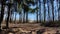 Road or path in the Park among the tall trees. An alley among pine trunks on a sunny day with light and shade. Landscape