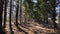 Road or path in the Park among the tall trees. An alley among pine trunks on a sunny day with light and shade. Landscape