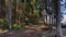 Road or path in the Park among the tall trees. An alley among pine trunks on a sunny day with light and shade. Landscape