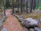 Road path trail in the mountain pine forests