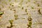 Road paved with paving stones. Cobbles background.