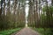 Road through the pine forest. The grass is green near tall slender trees. Mighty trees stately row. In the middle