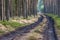 Road in a pine forest. Muddy road in a high forest