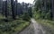 Road in Polish wild forest - Slowinski National Park