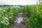 Road with puddles through a flowering meadow