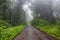 Road through a rainy and foggy forest