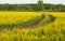 Road in a rapeseed field, lots of yellow flowers