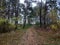 Road in a rare coniferous forest.