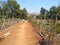 road red sand road used in WESTBENGAL villages  roads in villages bamboo fencing
