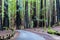 Road Through the Redwood Forest