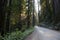 Road Redwood National Park