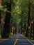 Road Through Redwoods, Avenue of the Giants