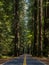 Road Through Redwoods, Avenue of the Giants