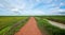 Road and rice fields in Cambodia