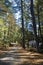 Road rising through woods on a sunny day in Maine lazy relax vacation remote