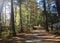 Road rising through woods on a sunny day in Maine lazy relax vacation remote