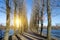 Road and row of poplar trees in a spring park on a sunny day