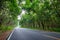 Road Through Rubber Forest