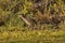 Road Runner running along edge of mowed field