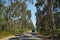 The road running through the eucalyptus grove. Portugal