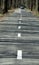 Road running through the forest