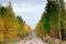 Road in russian taiga