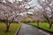 Road in Sakura field, near Tian porcelain Park, saga-ken, Japan