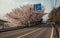 Road of Sakura illuminate, tunnel of sakura in shodoshima island