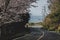 Road of Sakura illuminate, tunnel of sakura in shodoshima island