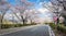 Road with Sakura Trees at Funaoka Castle Ruins Park, Sendai, Japan