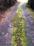 Road with scrapped up moss in the mountains