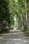 Road with seringueira or rubber tree plantation tunnel