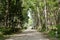 Road with seringueira or rubber tree plantation tunnel