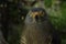 A Road-side Hawk perched at the Toucan Rescue Ranch, a wildlife rescue facility in San Isidro de Heredia, Costa Rica.