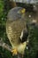 A Road-side Hawk percheon a branch in Costa Rica.