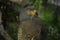 A Road-side Hawk perches at the Toucan Rescue Ranch, a wildlife rescue facility in San Isidro de Heredia, Costa Rica.