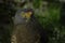 A Road-side Hawk perches at the Toucan Rescue Ranch, a wildlife rescue facility in San Isidro de Heredia, Costa Rica.